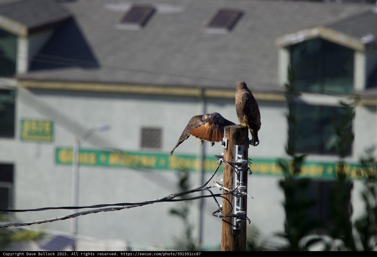 Silent Guardians of El Sereno