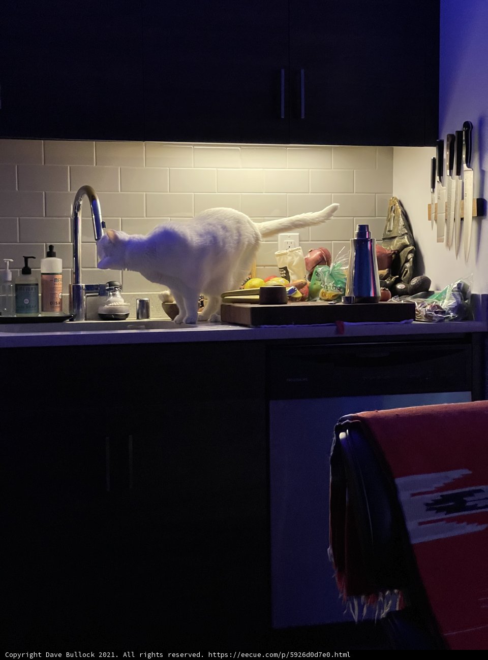 Feline Intruder on Kitchen Counter