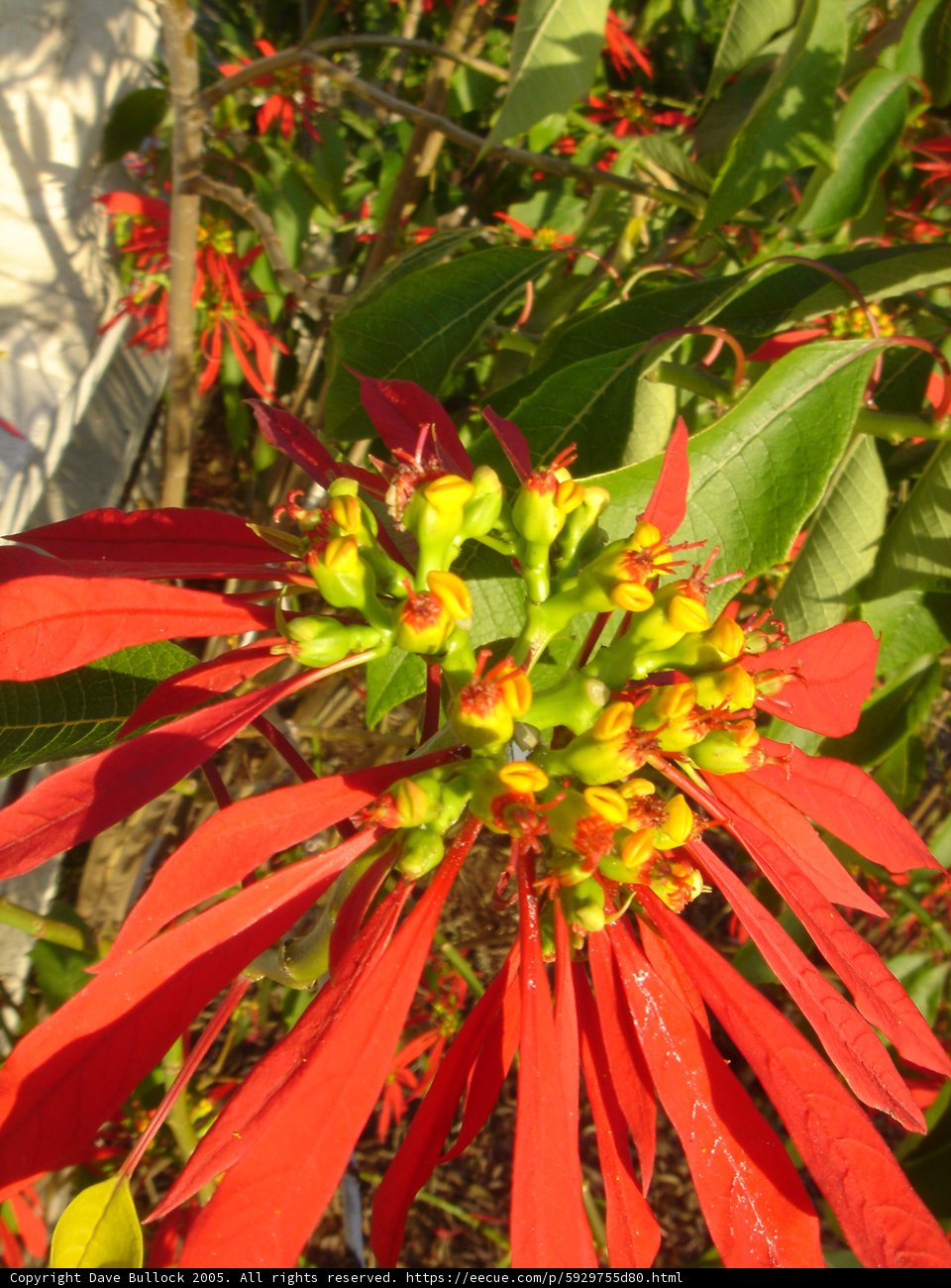 Vivid Red Flower with Yellow Center