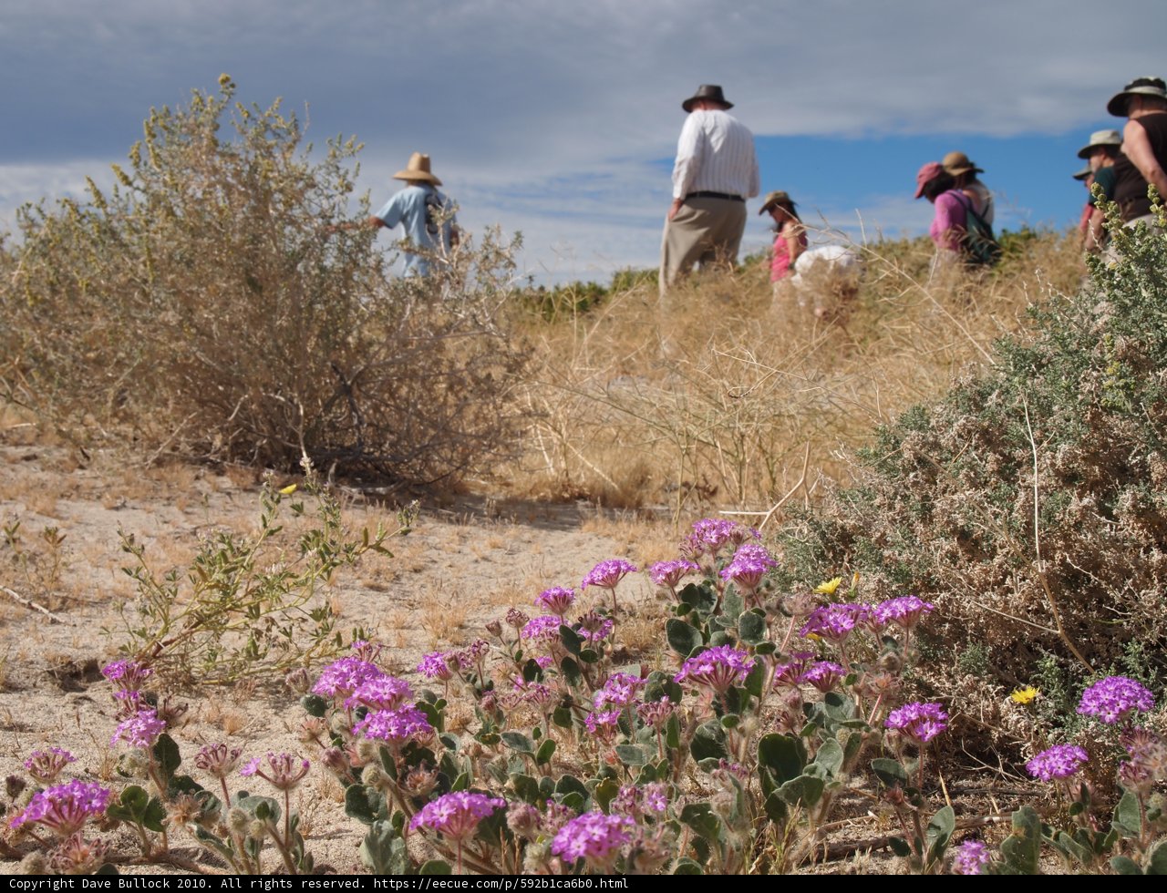 Desert Blooms