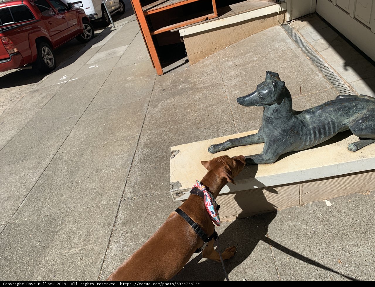 Canine Curiosity