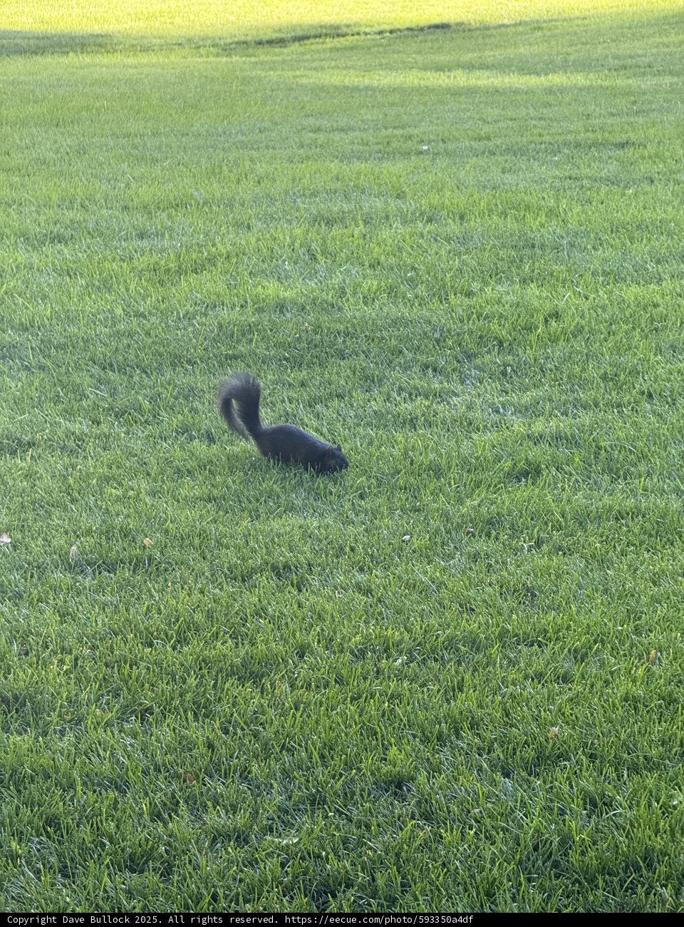 Midday Meadow Mystery