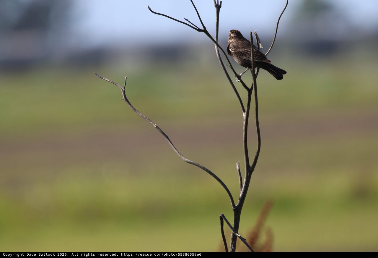 Solitary Bird Perched on Bare Branch at Wetlands