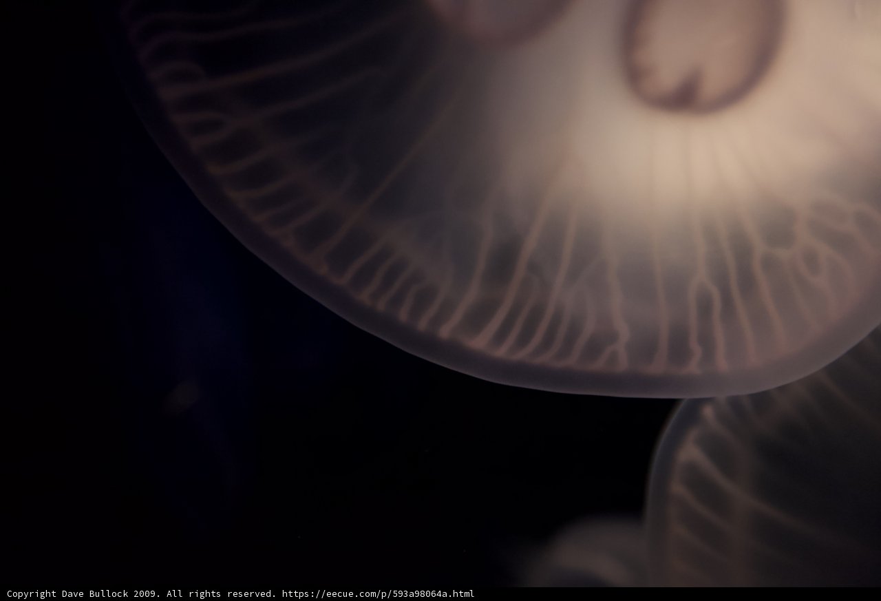 Otherworldly Jellyfish