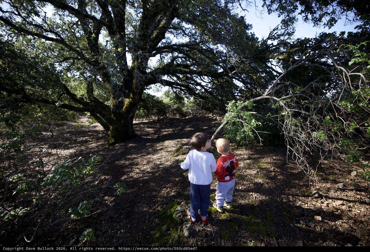Two Young Children Exploring Ancient Oak Forest Together