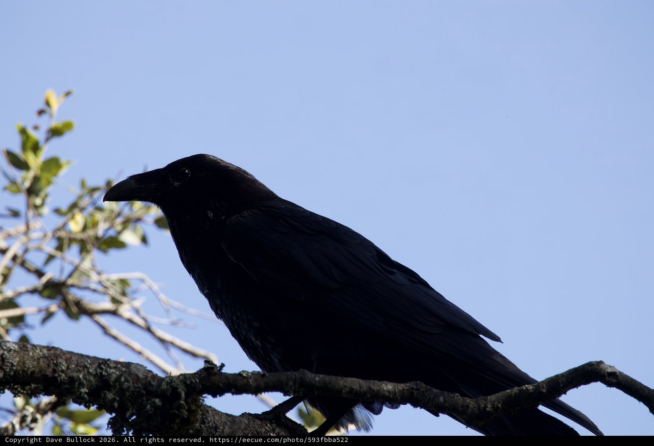 Raven Perched Majestically Against Clear Blue Sky