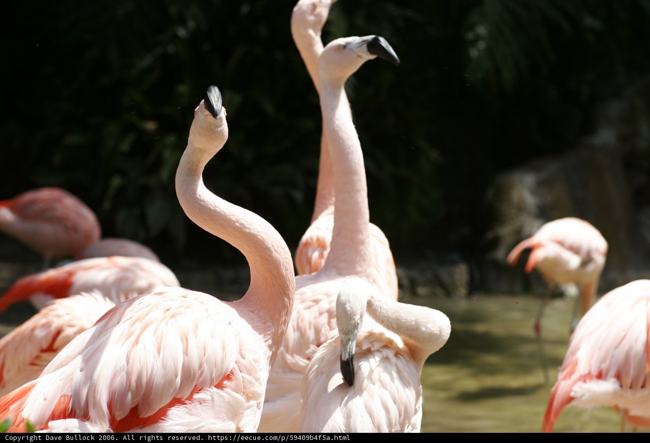 A Flock of Flamingos