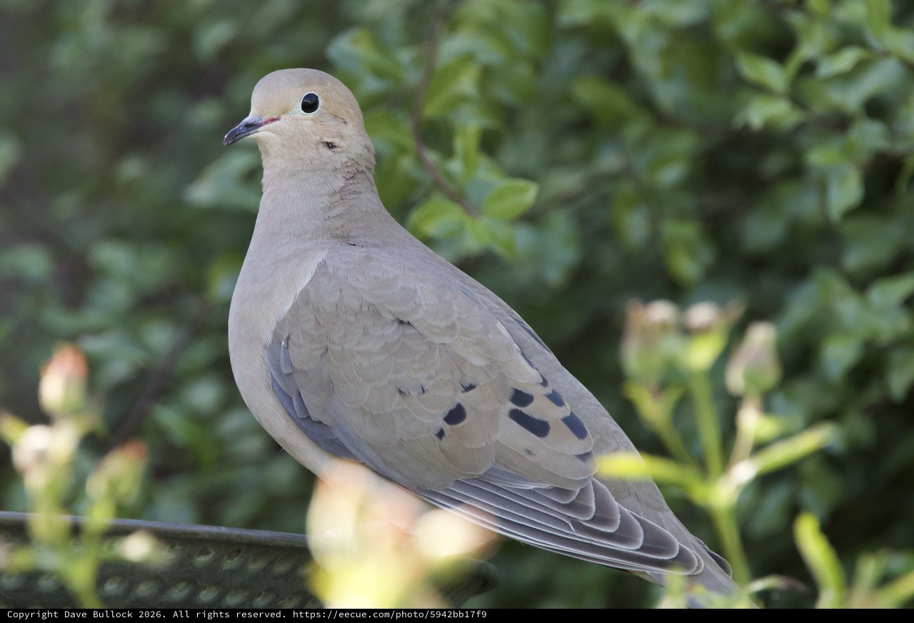 Mourning Dove Perched on Wire in Natural Setting