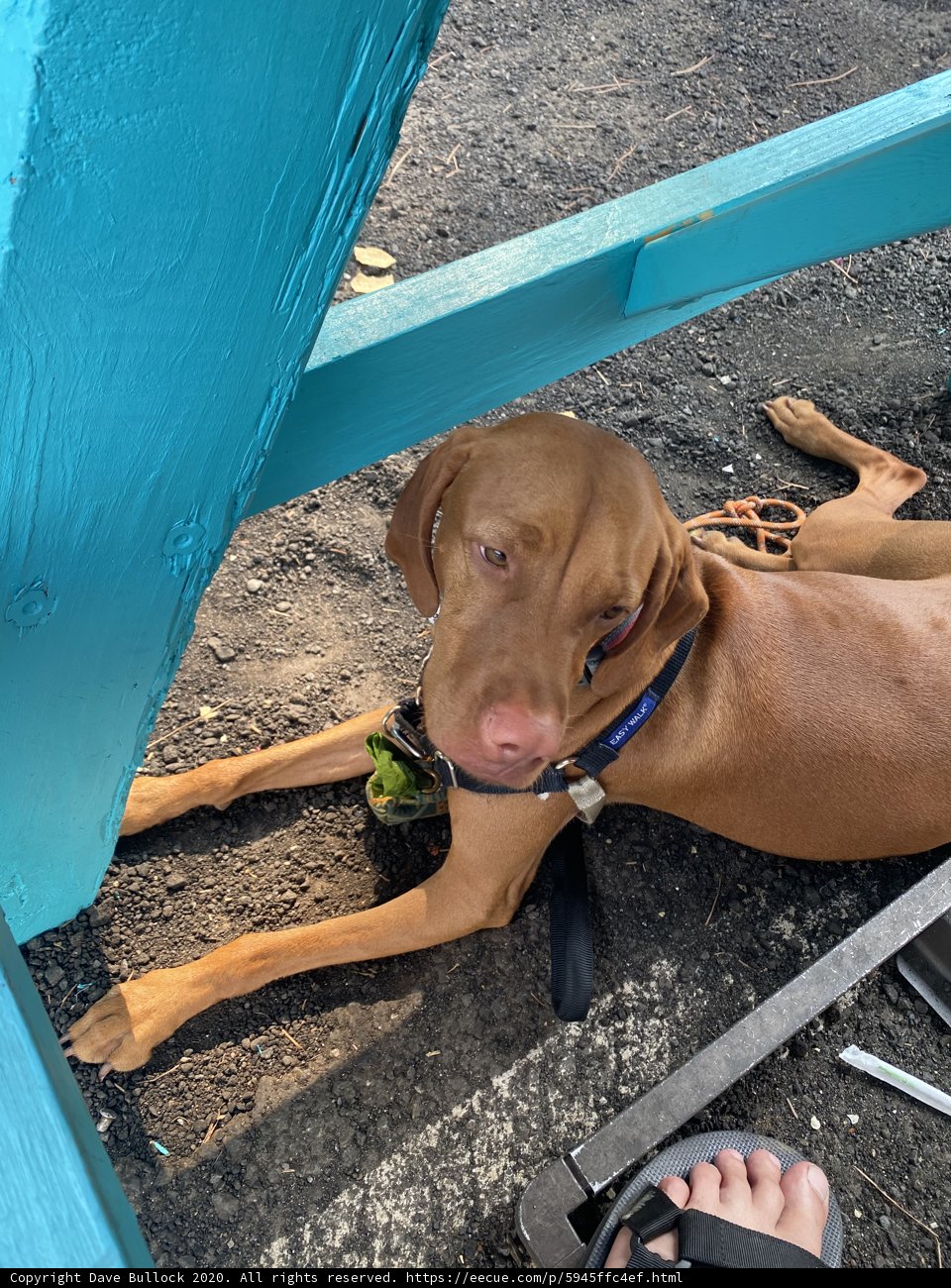Under the Blue Bench