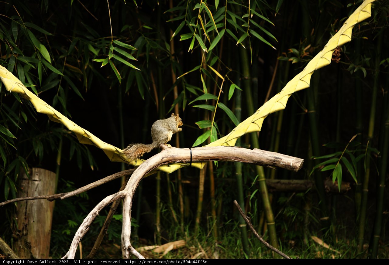 Encounter with Woodland Magic: Oakland Zoo, 2023