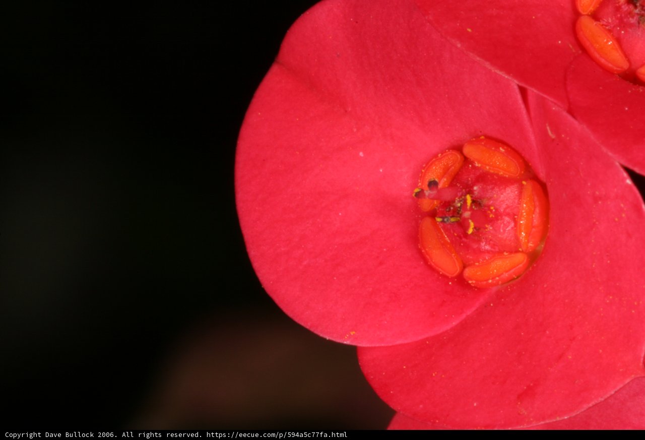 Vibrant Geranium Flower with Yellow Center