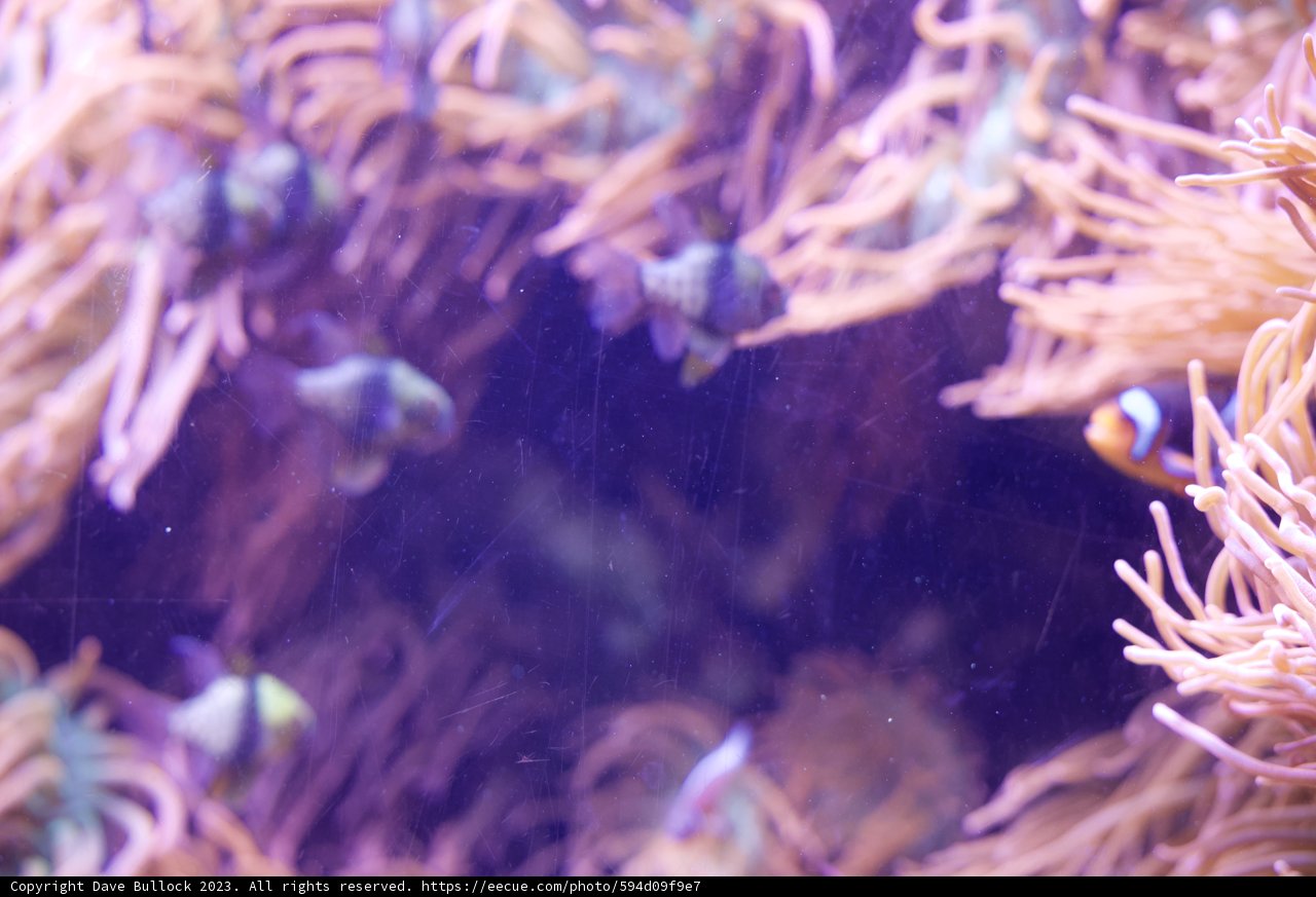Underwater Enchantment at Monterey Bay Aquarium 2023