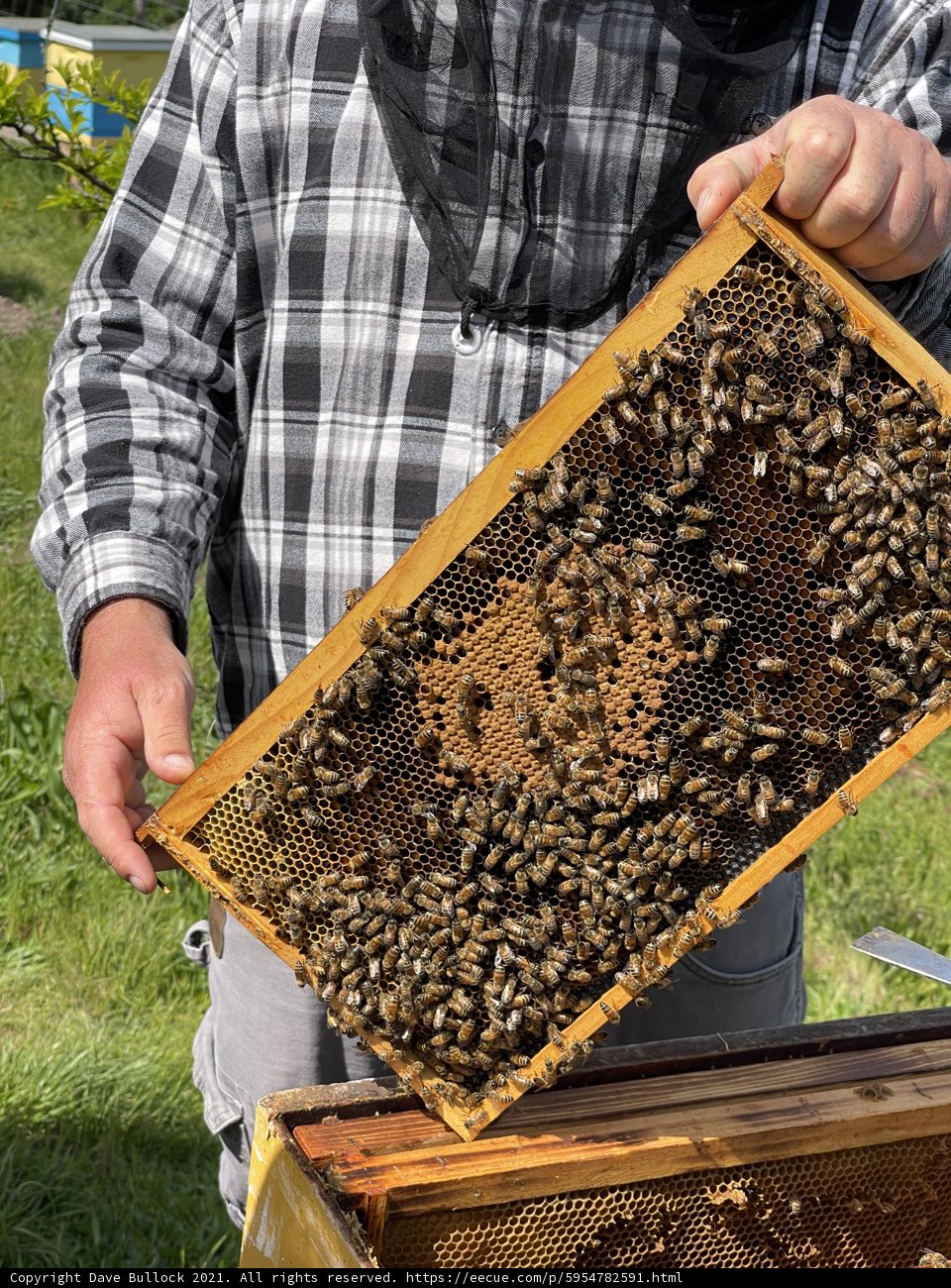 Beekeeping in Carmel