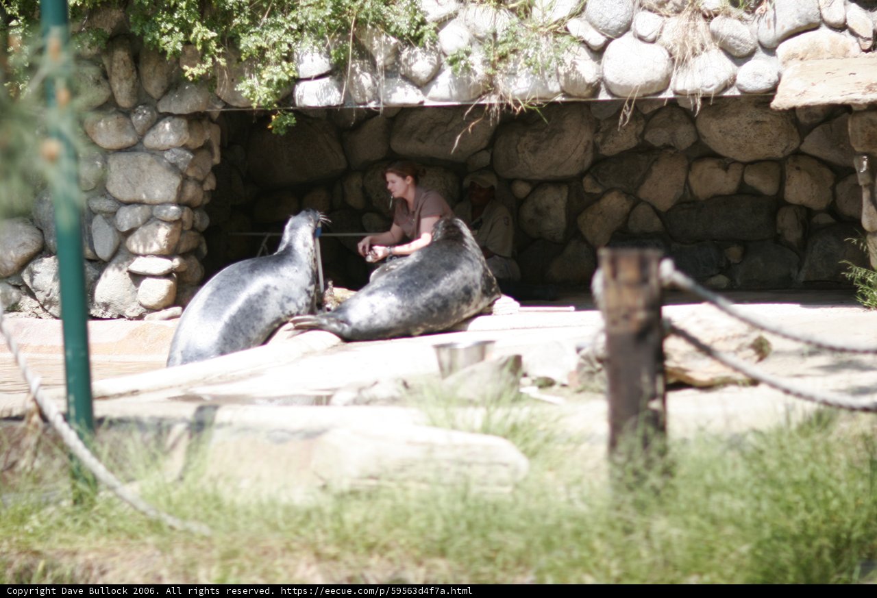 Seals' New Friend