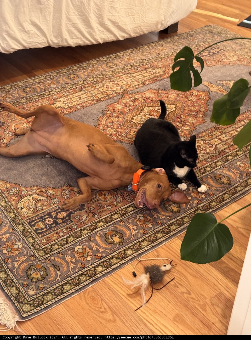 Cozy Companions