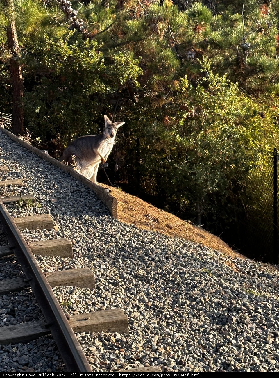 Kangaroo in the Wilderness
