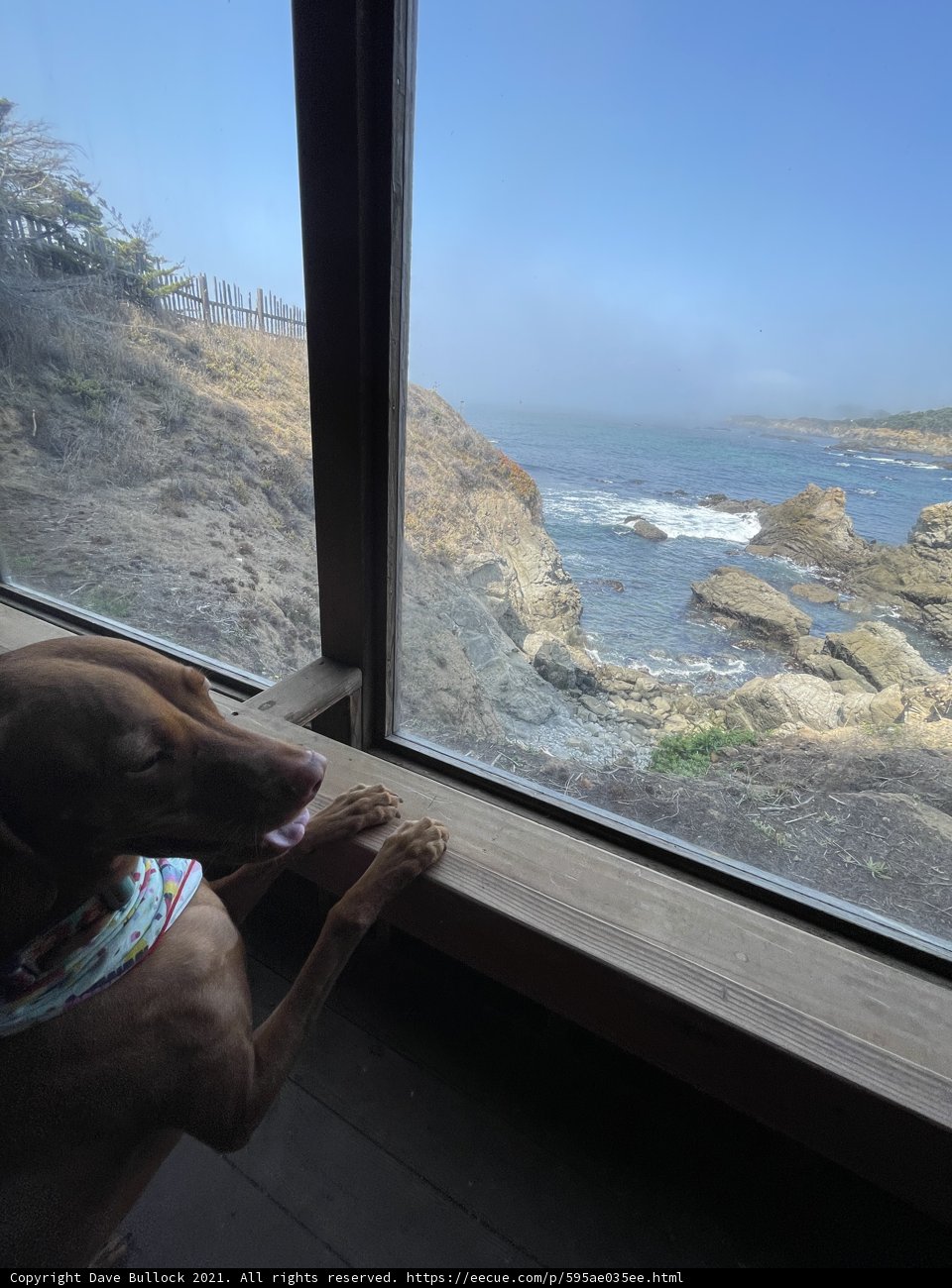 Coastal Canine
