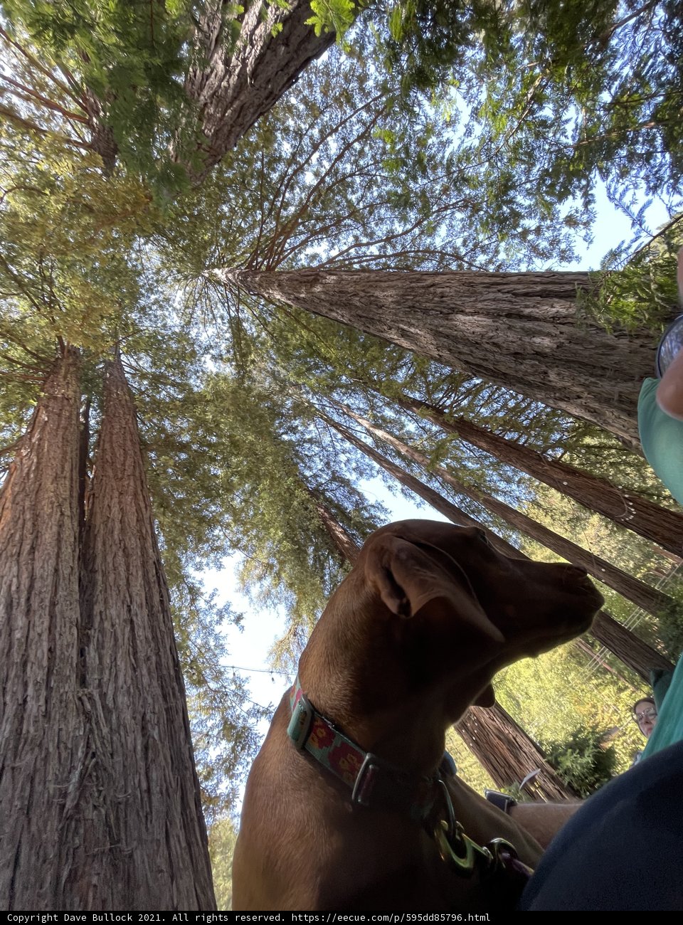 In Awe of the Redwood Tree
