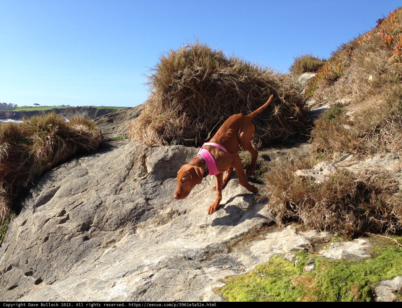 Rocky Adventure with Vizsla