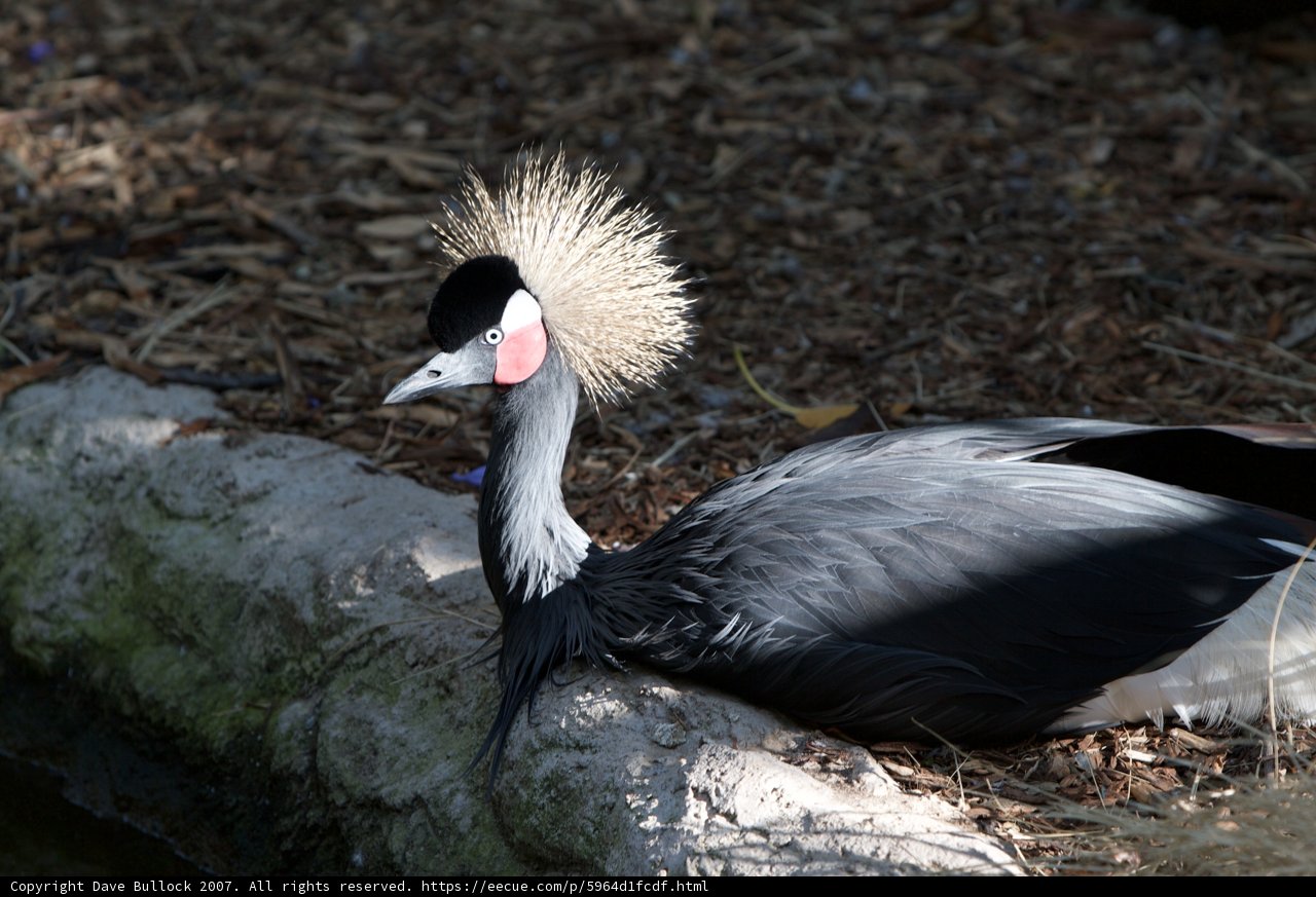 Rockstar Crane Bird