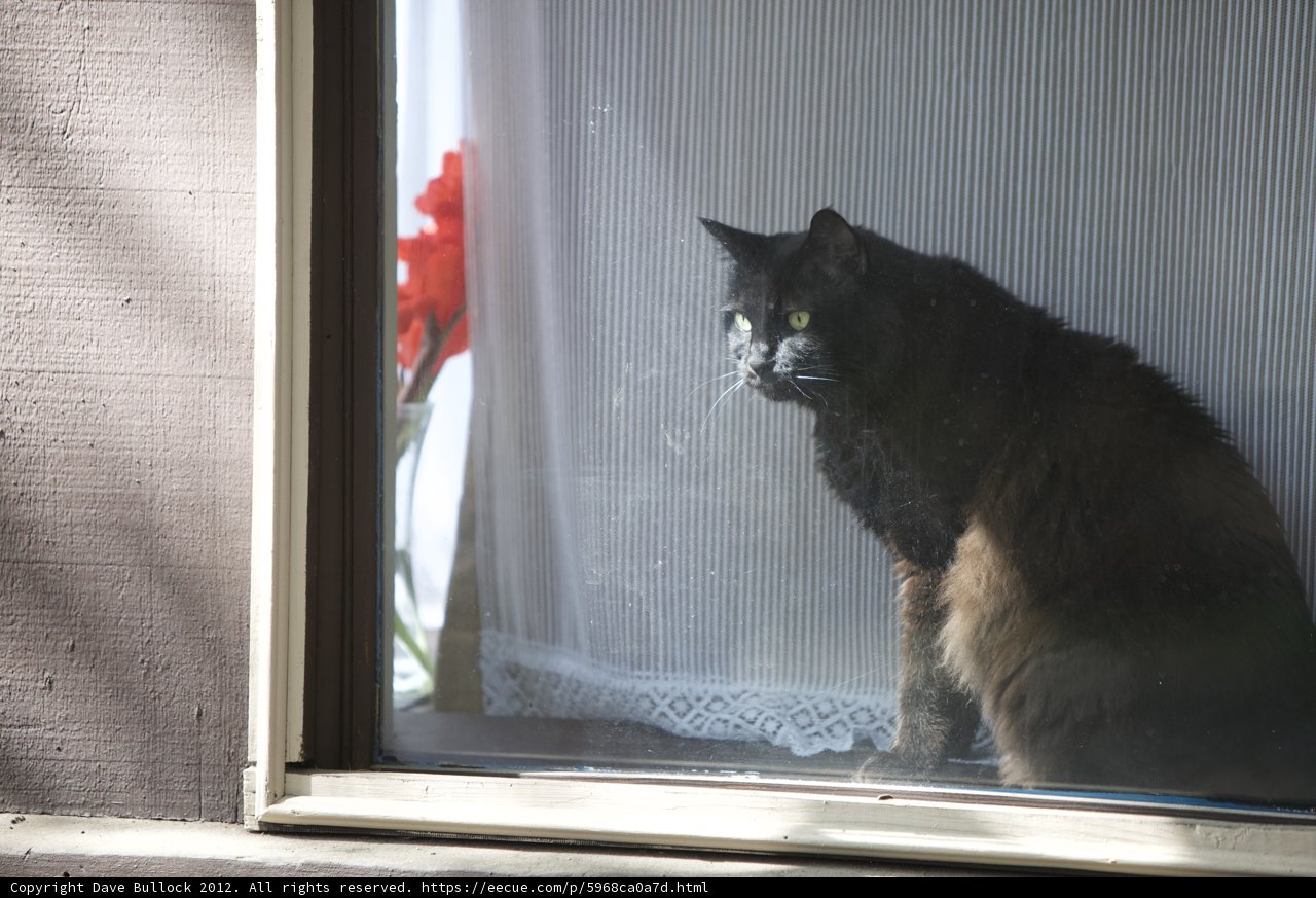 Inquisitive Manx Cat at the Window