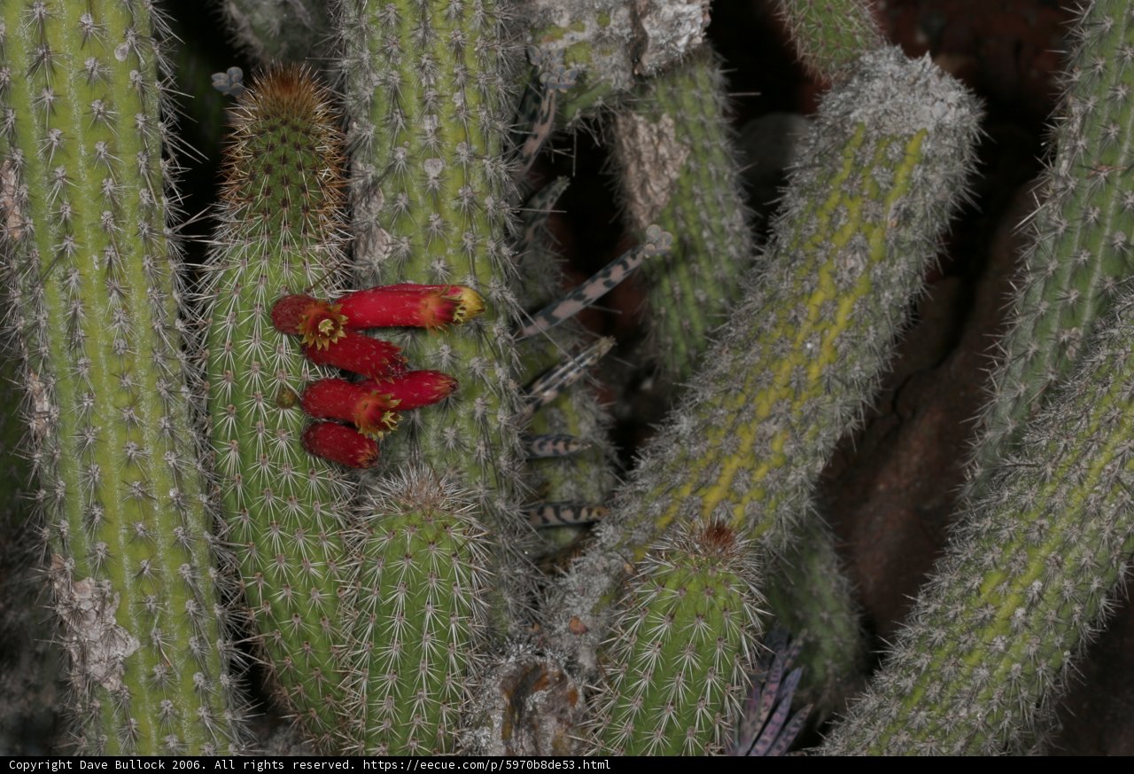 Red Flowered Cactus with Visitor