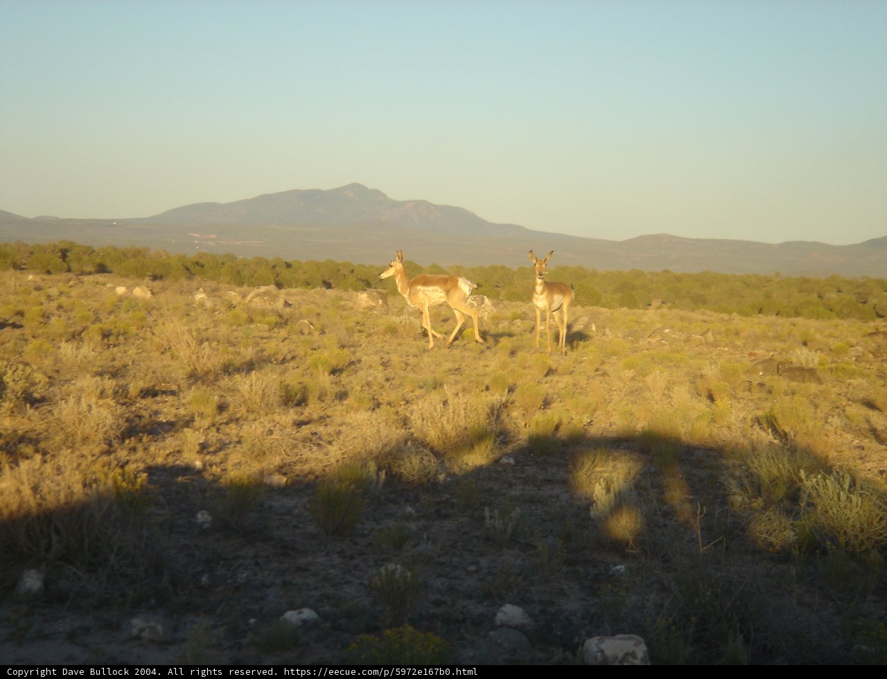 Grazing in the Savanna