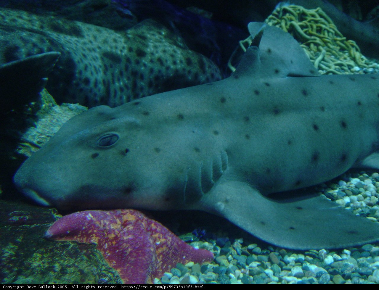 Resting Shark in the Aquarium