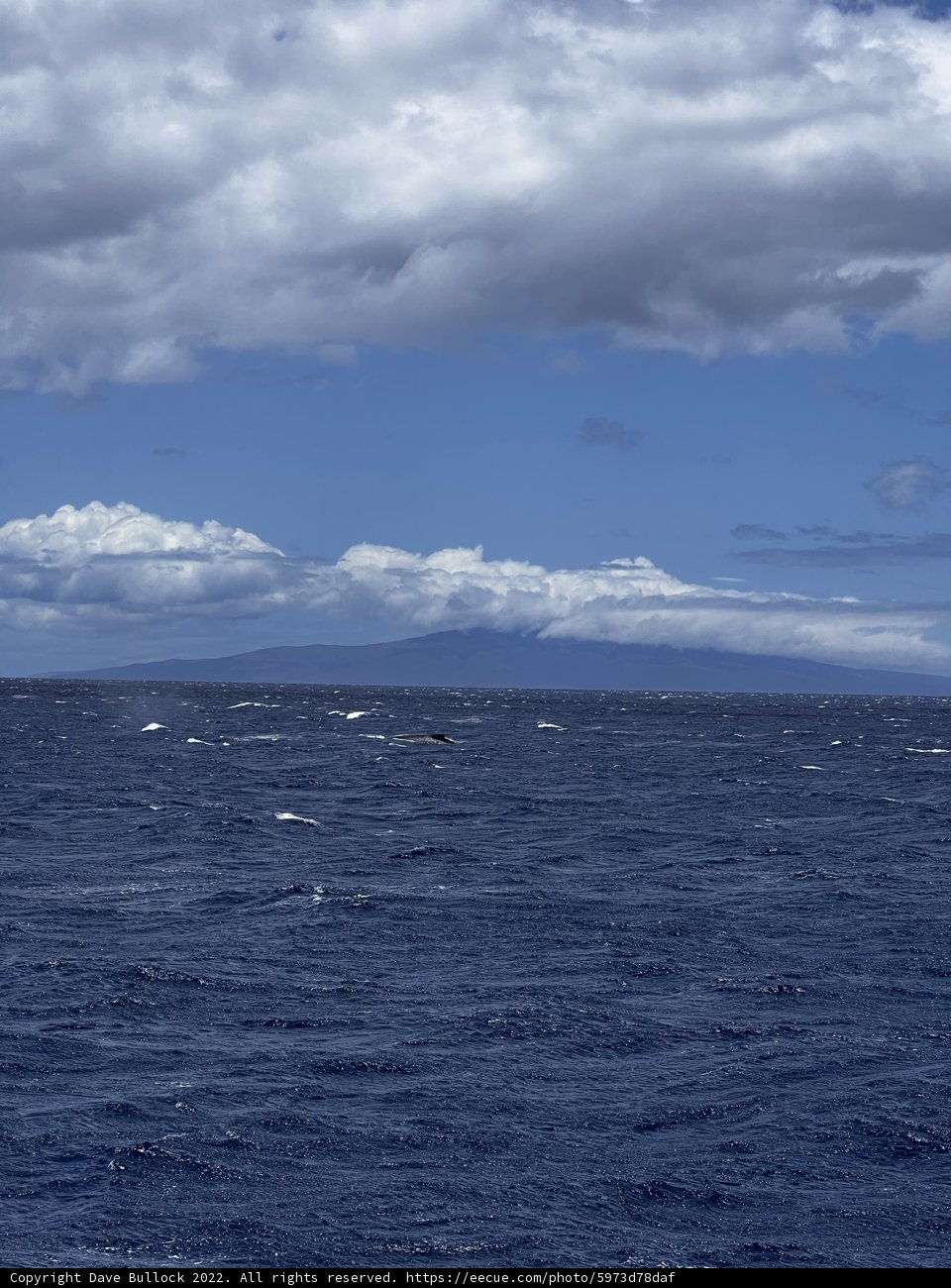 Serenity in the Pacific