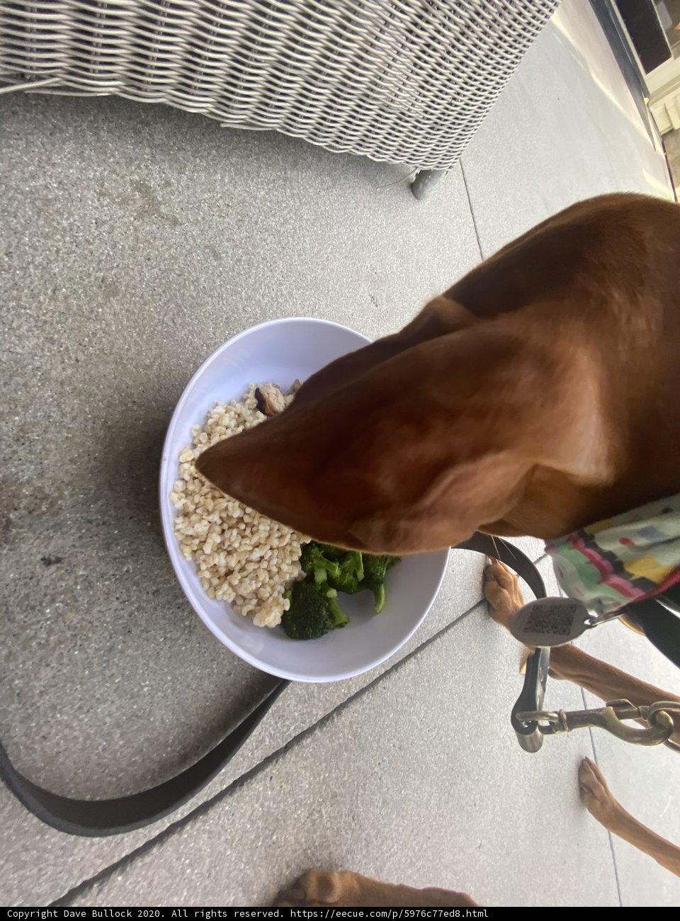 Hungry Pooch Finds a Snack on Sidewalk