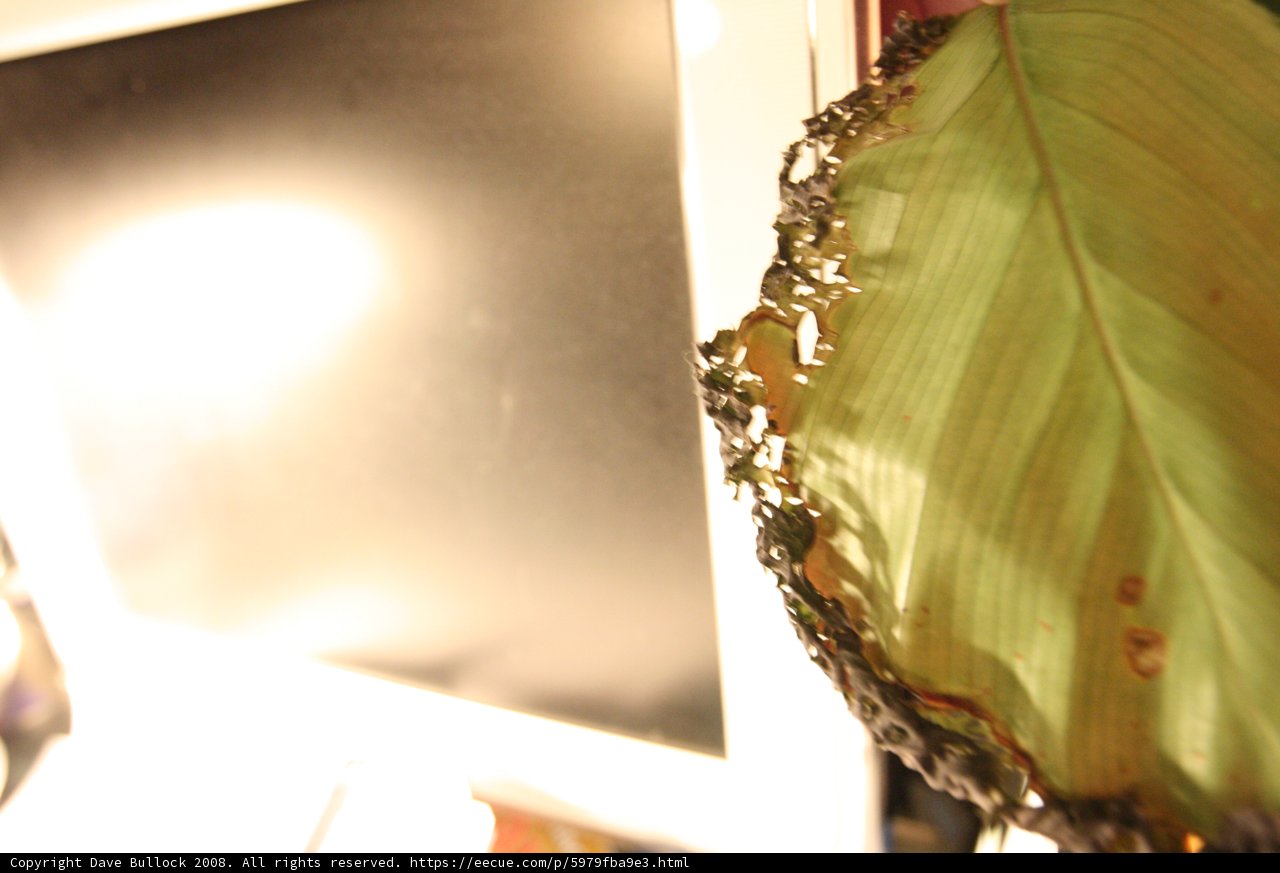 Leaf on Computer Desk