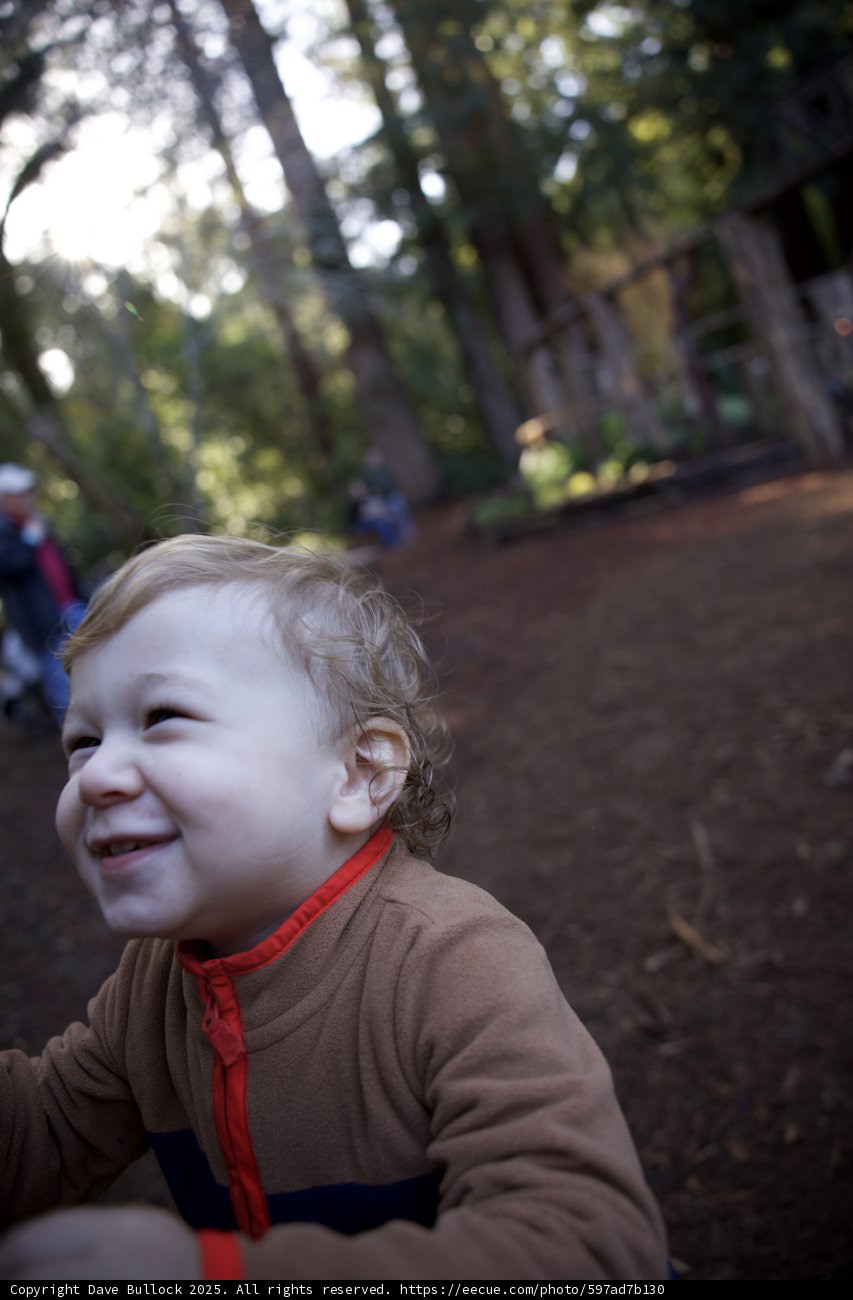 Woodland Wonder