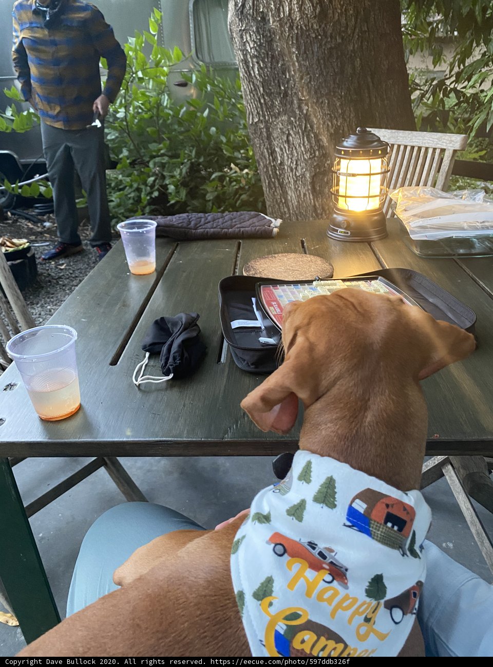 Fashionable Fido
