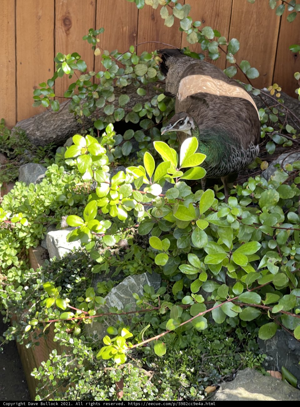 A Peacock Amidst a Lush Garden