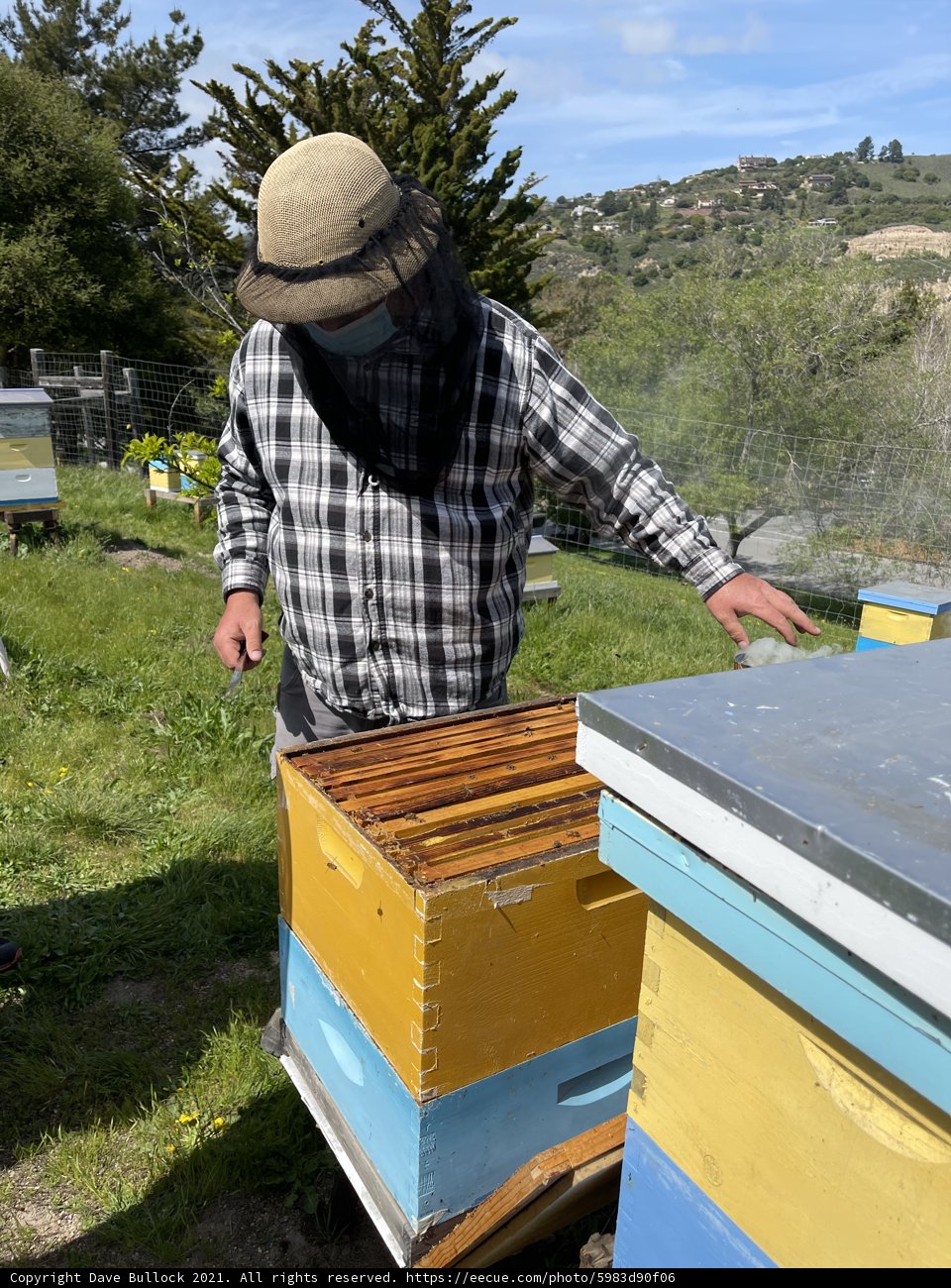 Beekeeper at Work