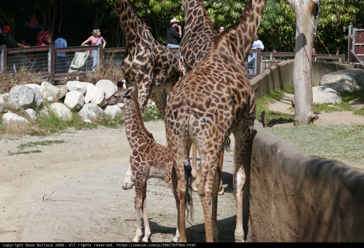 Giraffes at the Zoo