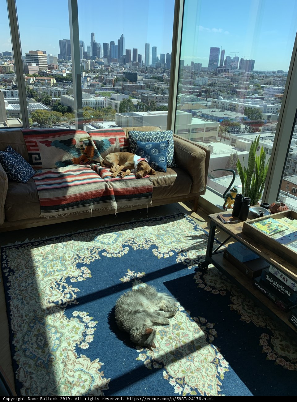 A Cozy Evening with Furry Friends