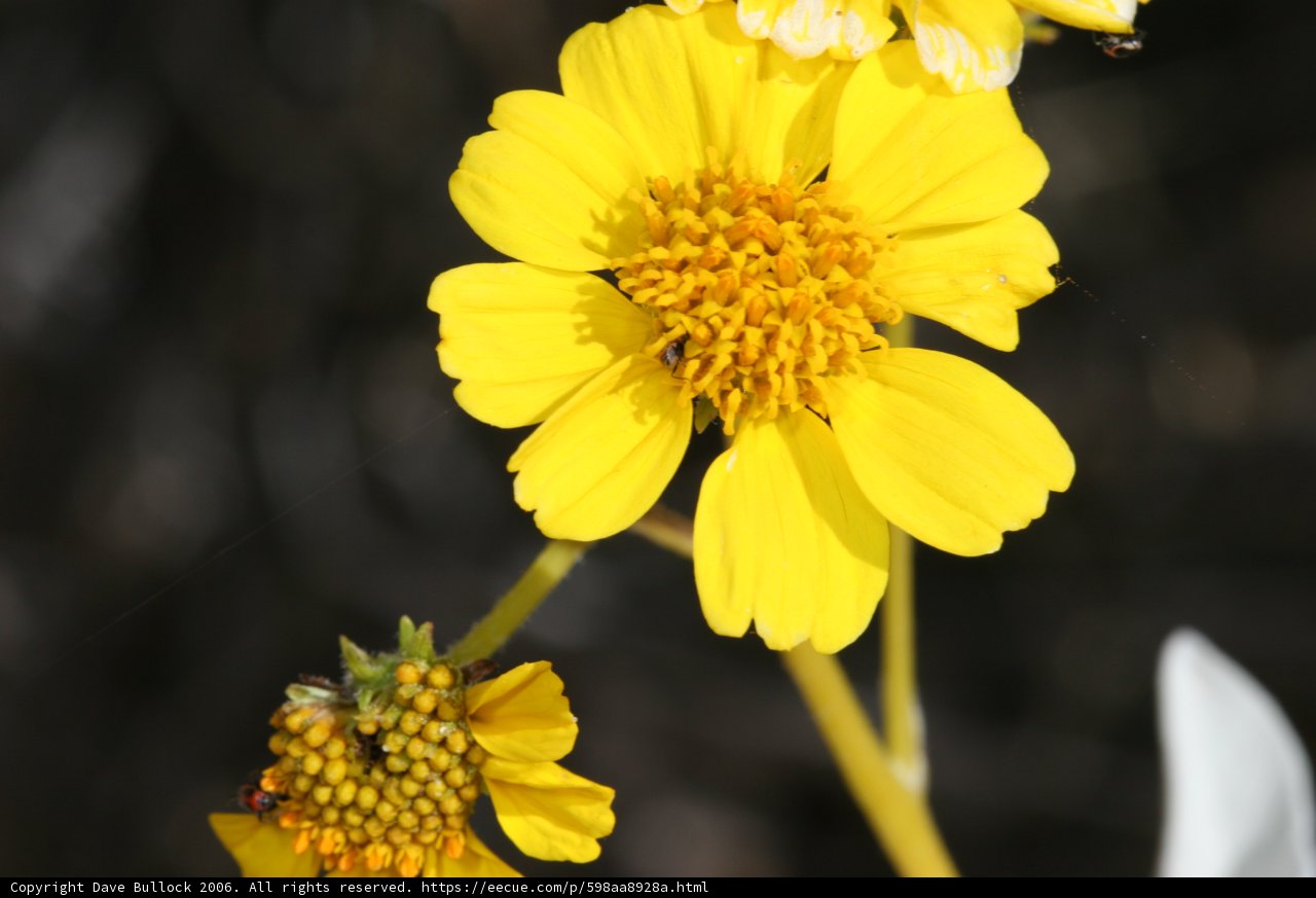 Yellow Daisy in the Desert