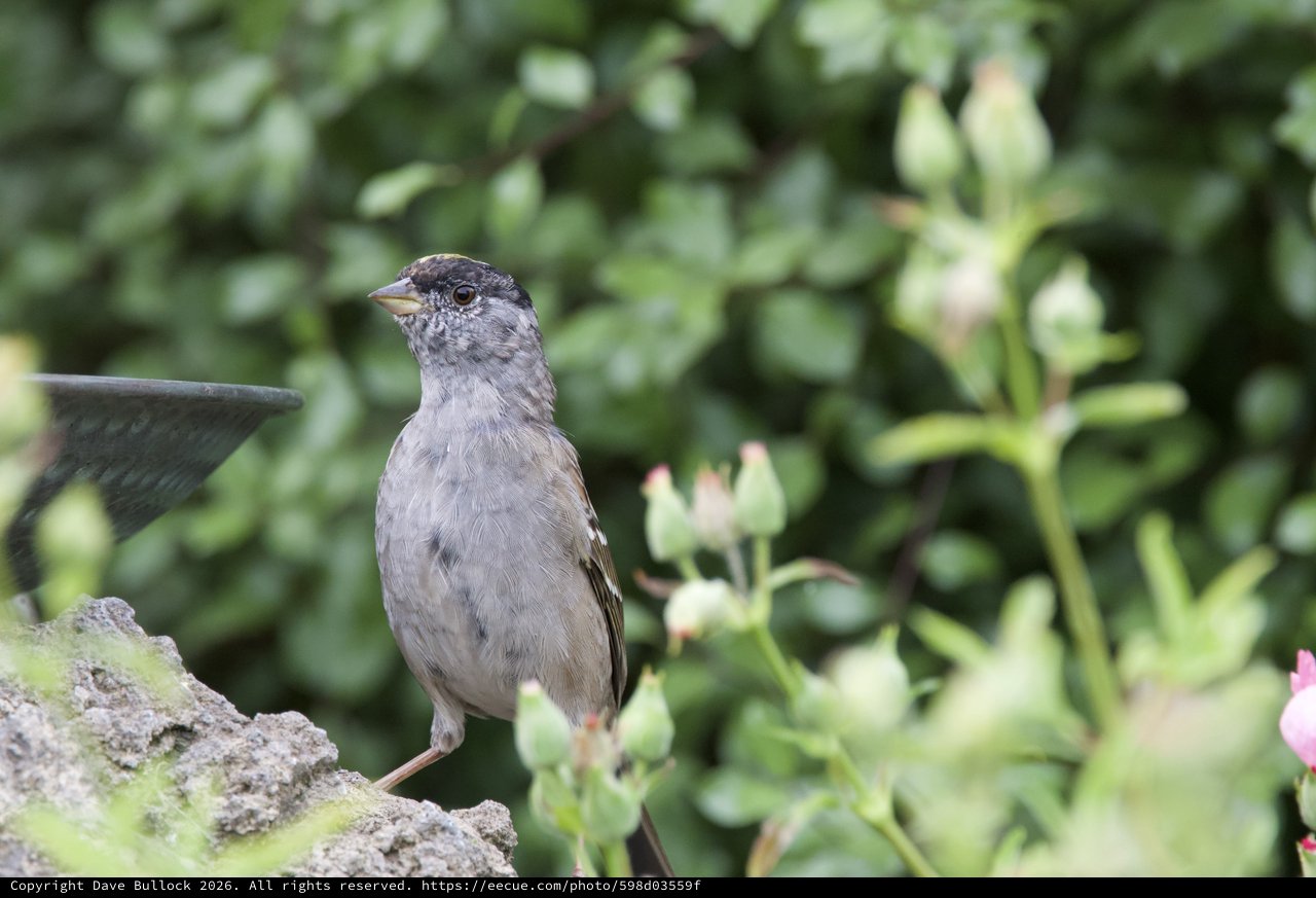Dunnock Perched on Weathered Garden Ornament