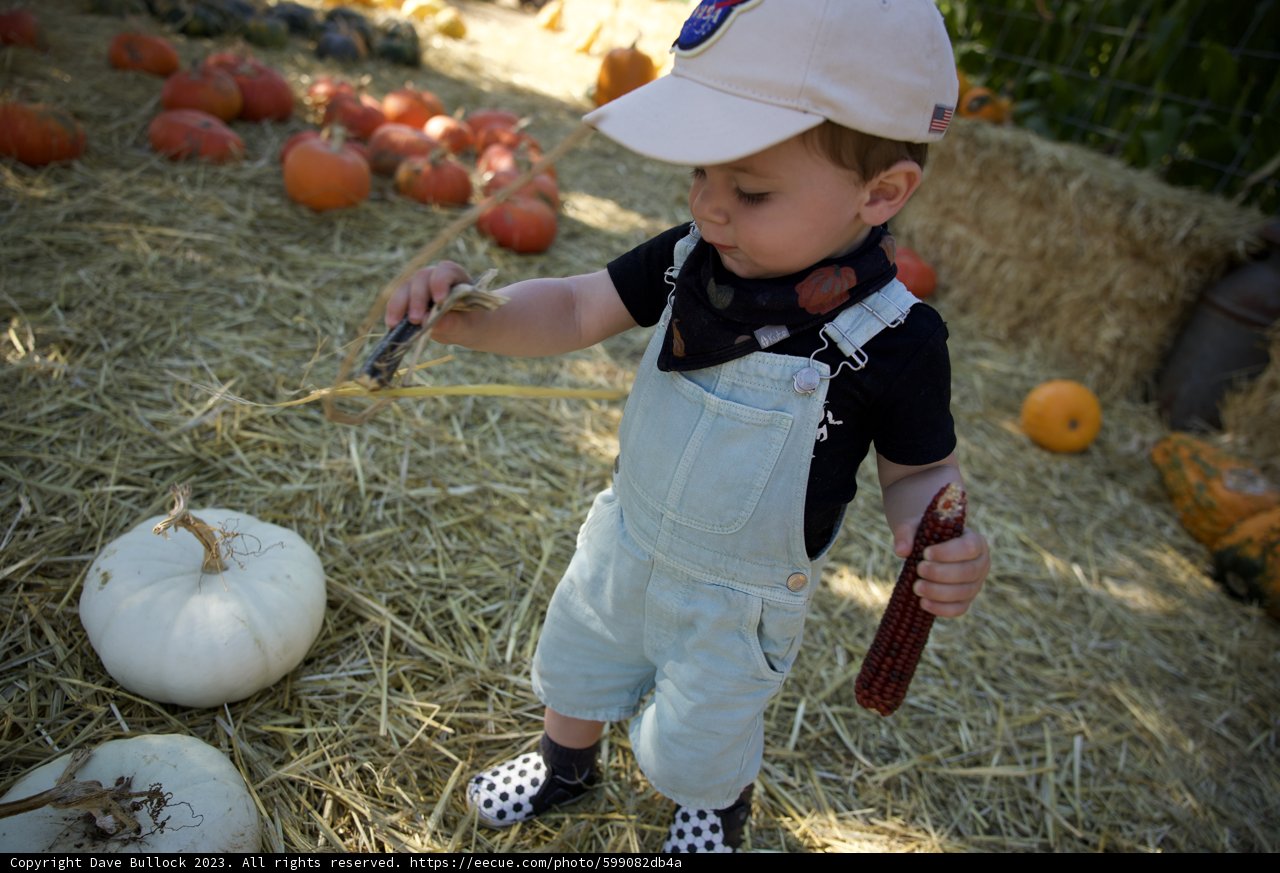 Harvest Days: Wesley's Pumpkin Patch Adventure