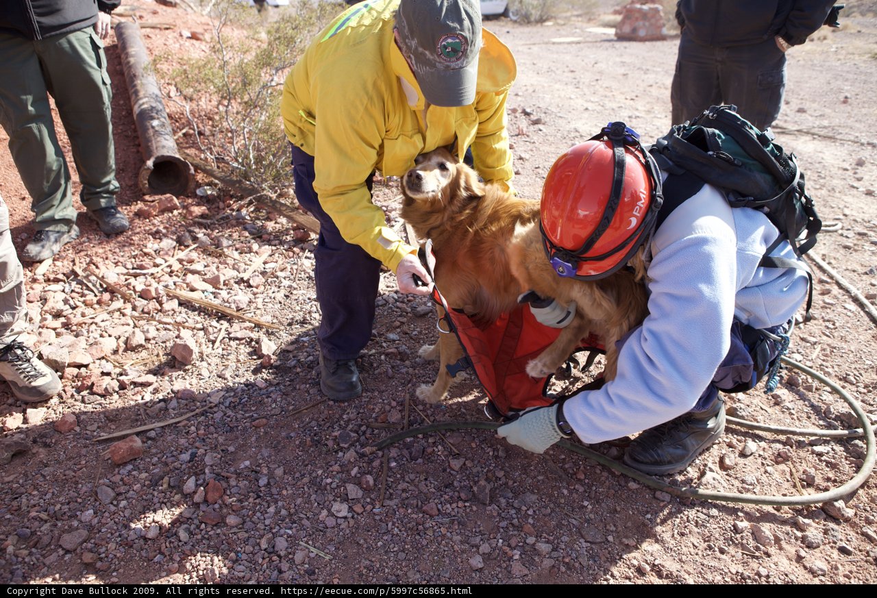 Working on a Rescue Dog