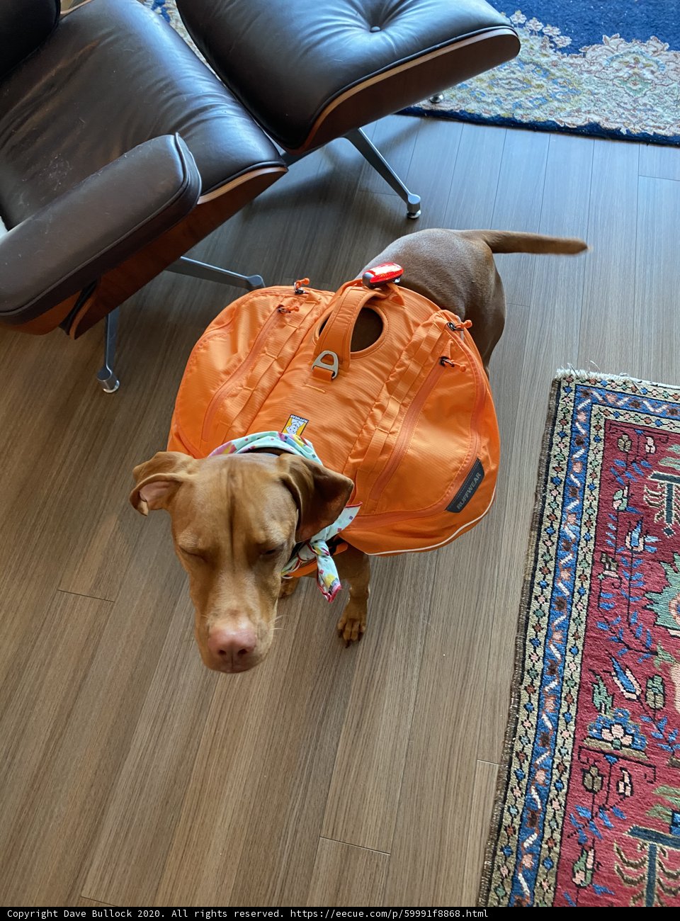 A Canine Adventurer