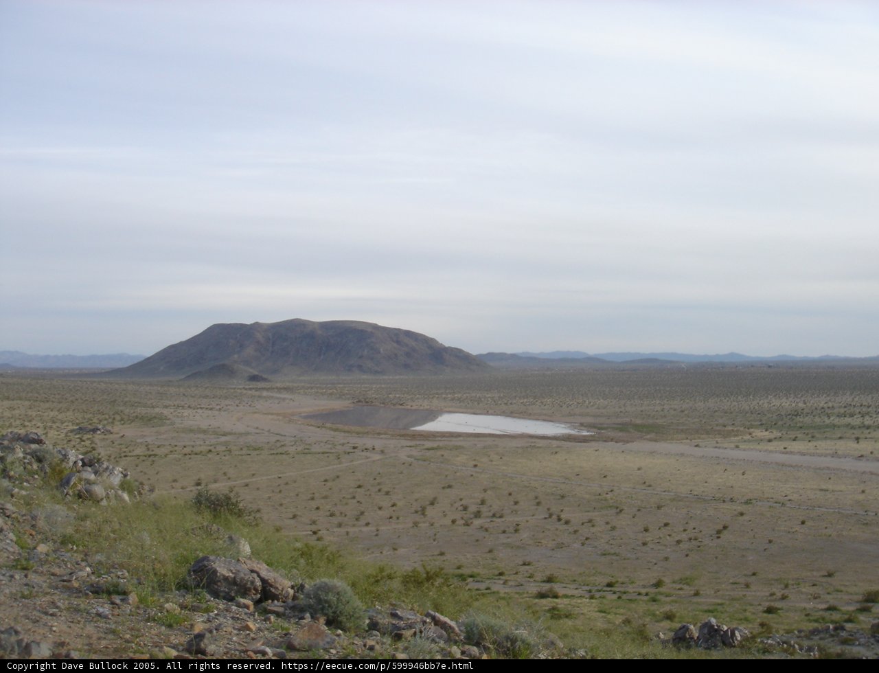 Oasis in the Wild