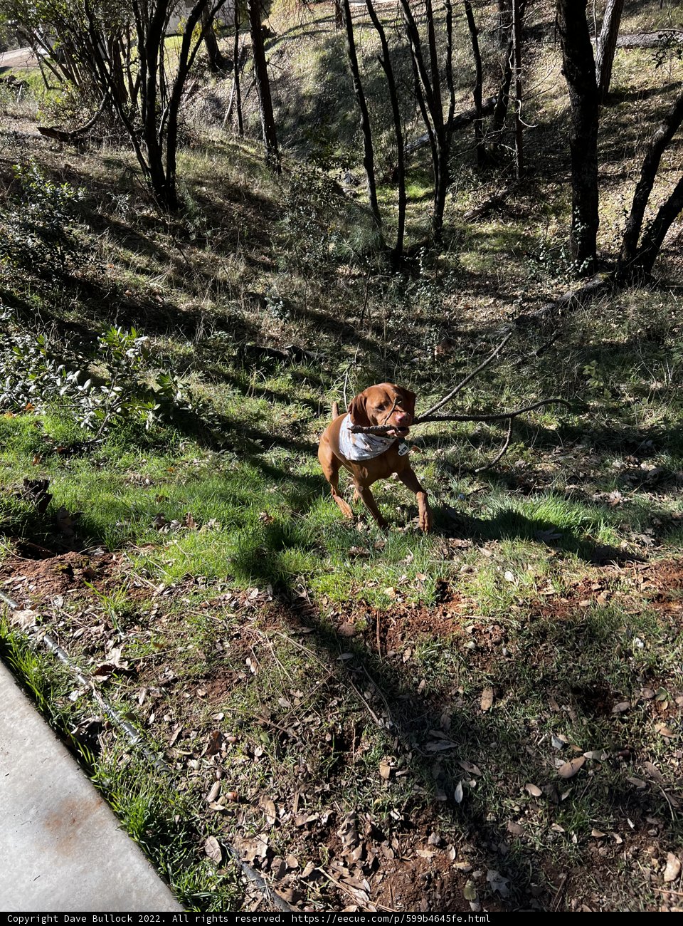 Frisbee Fetch in the Grove
