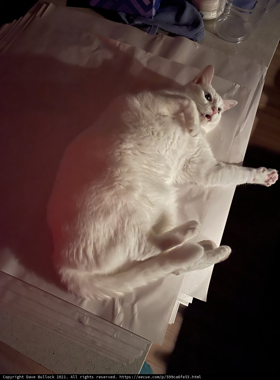 White Cat Taking a Rest on a Wooden Table