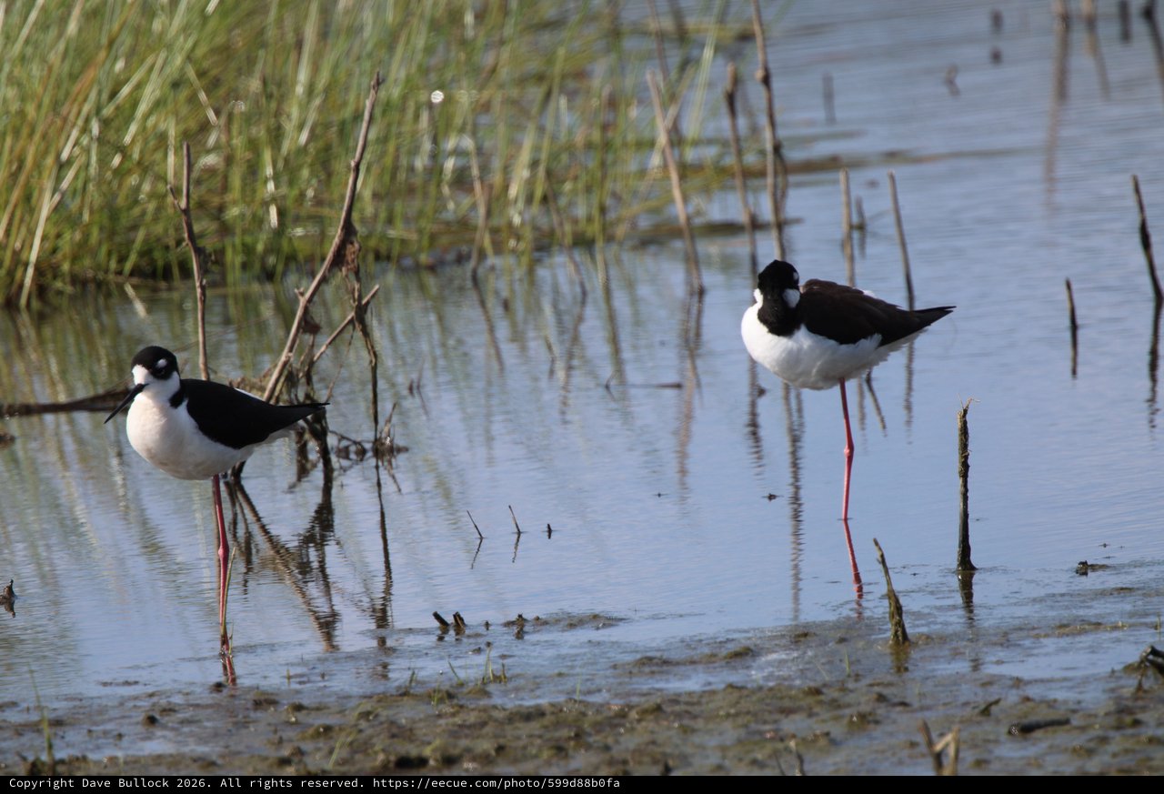 Black-necked Stilts Wading in Shallow Wetland Waters