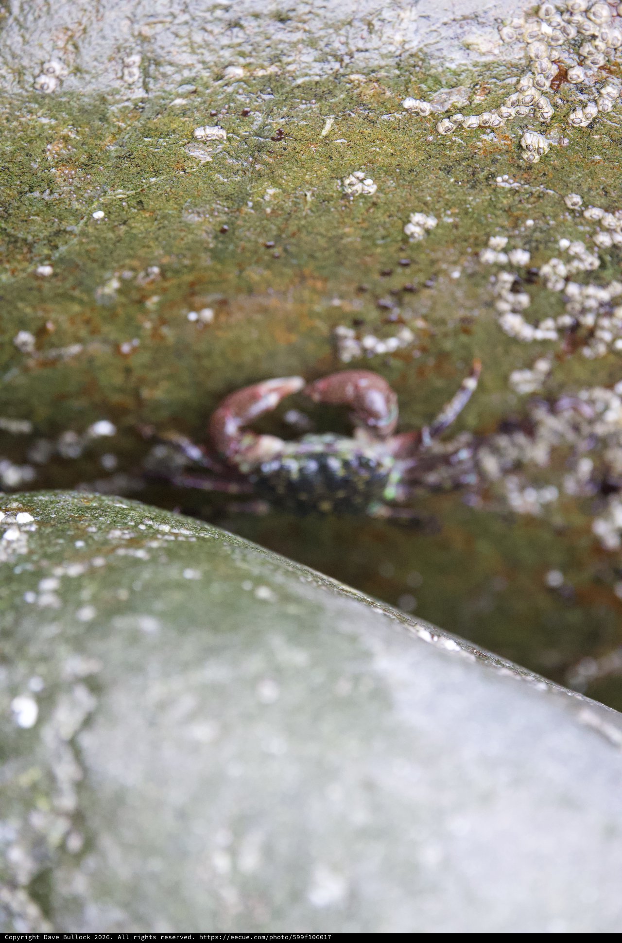 Shore Crab Hiding Between Barnacle-Covered Tidal Rocks