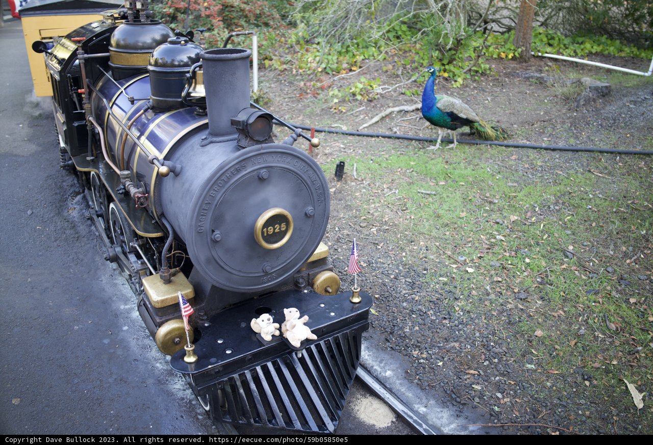 Unexpected Encounter: Peacock Meets Locomotive