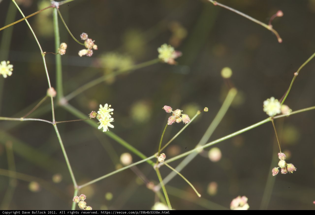 Up Close and Personal with Anza Flower Blossoms