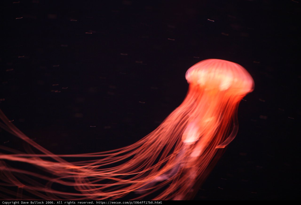 Mesmerizing Jellyfish in the Dark Water